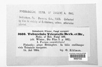 Tuburcinia trientalis image